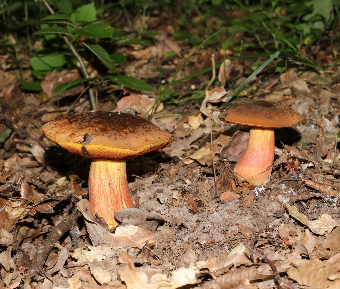 Krasnoborowik ceglastopory