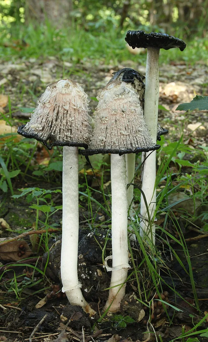 Czernidłak kołpakowaty
