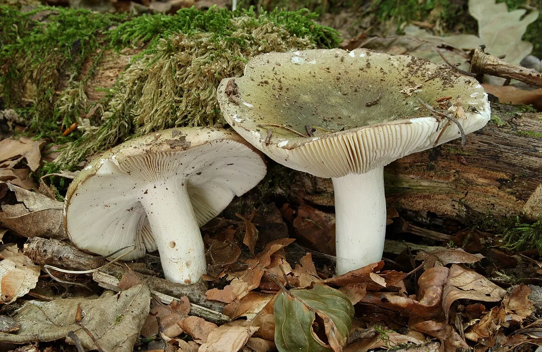 Gołąbek zielonawofioletowy