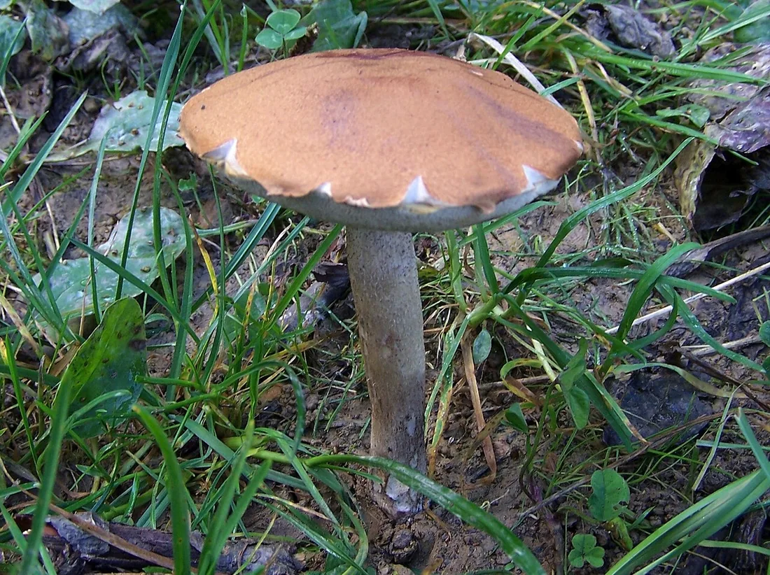 Koźlarz czerwony