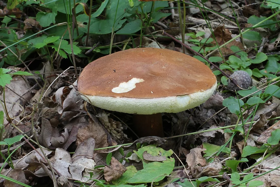 Piaskowiec kasztanowaty