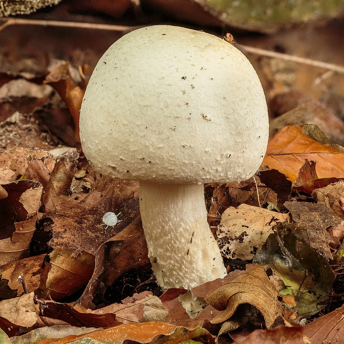 Pieczarka biaława