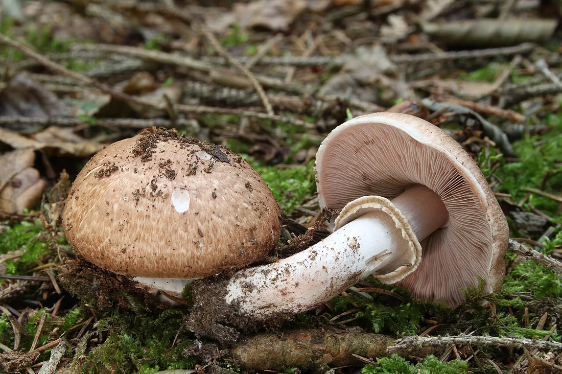 Pieczarka leśna