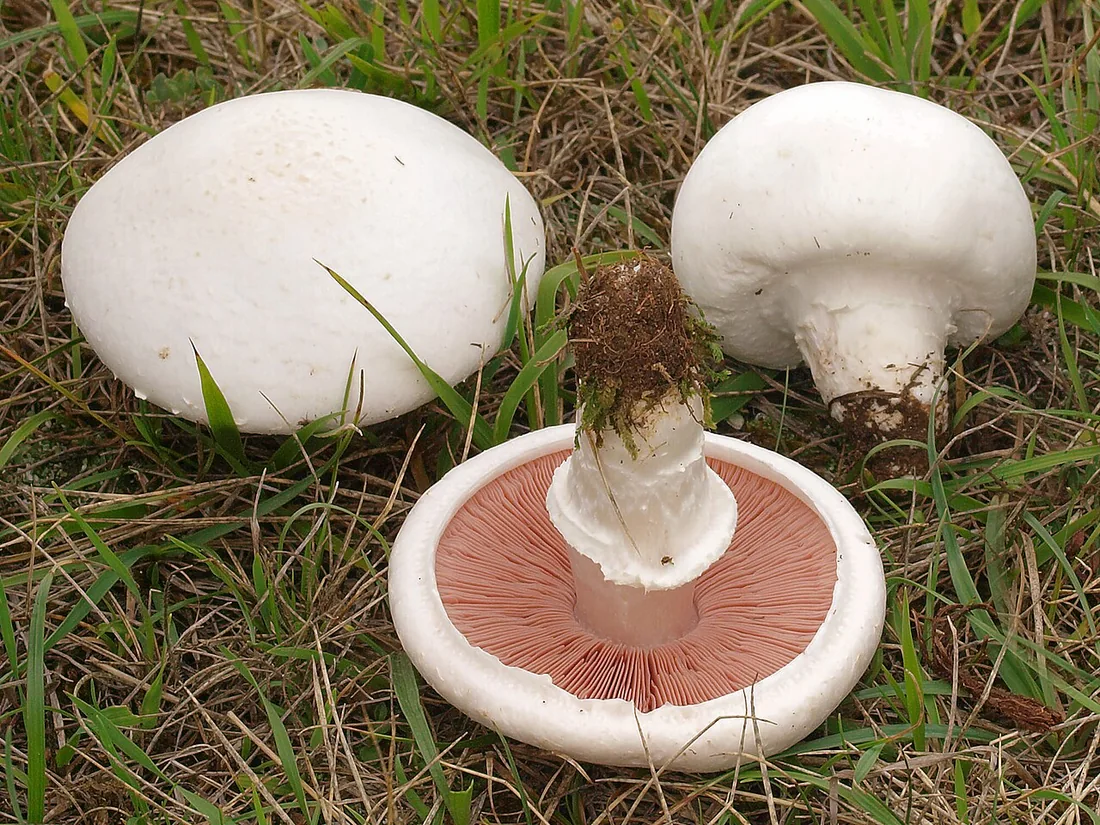 Pieczarka polna