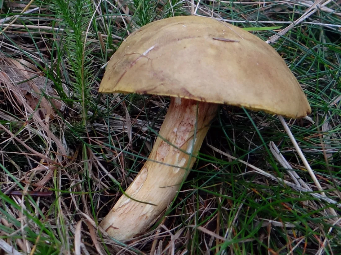 Podgrzybek grubosiatkowany